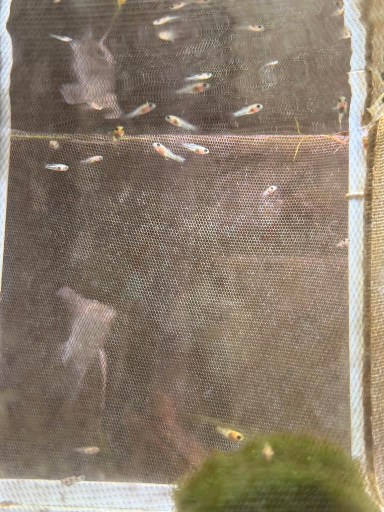 Baby molly visjes, Dieren en Toebehoren, Vis