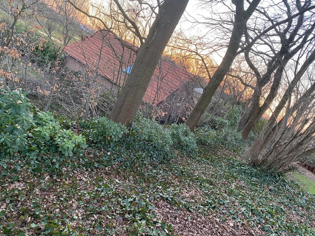 Mooie grote Rhododendrons 80x100cm 35st, Vaste plant, Halfschaduw, Lente, Ophalen