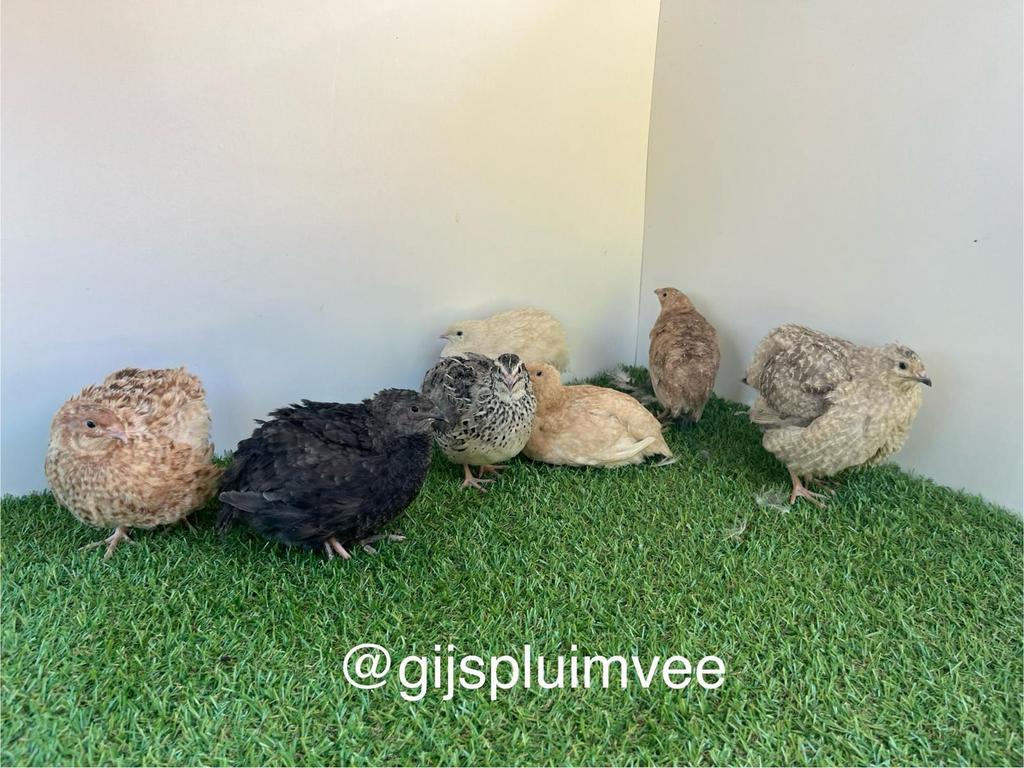 Japanse kwartels hennen diverse kleuren, Dieren en Toebehoren, Vrouwelijk