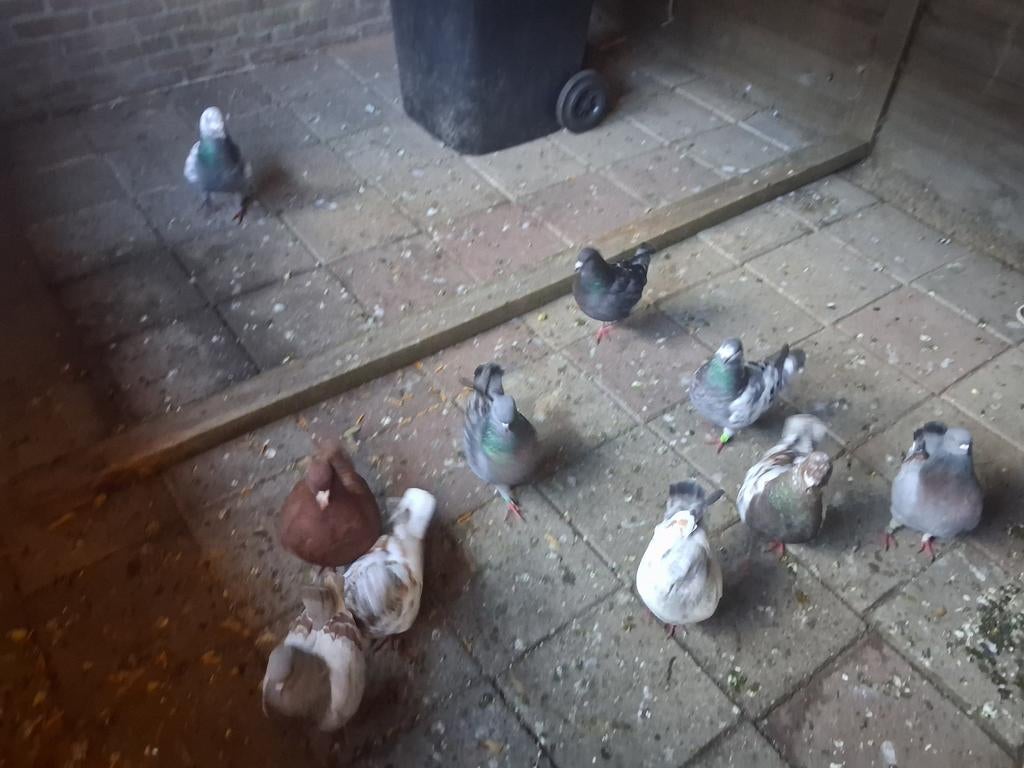 Kingduiven, Dieren en Toebehoren, Meerdere dieren