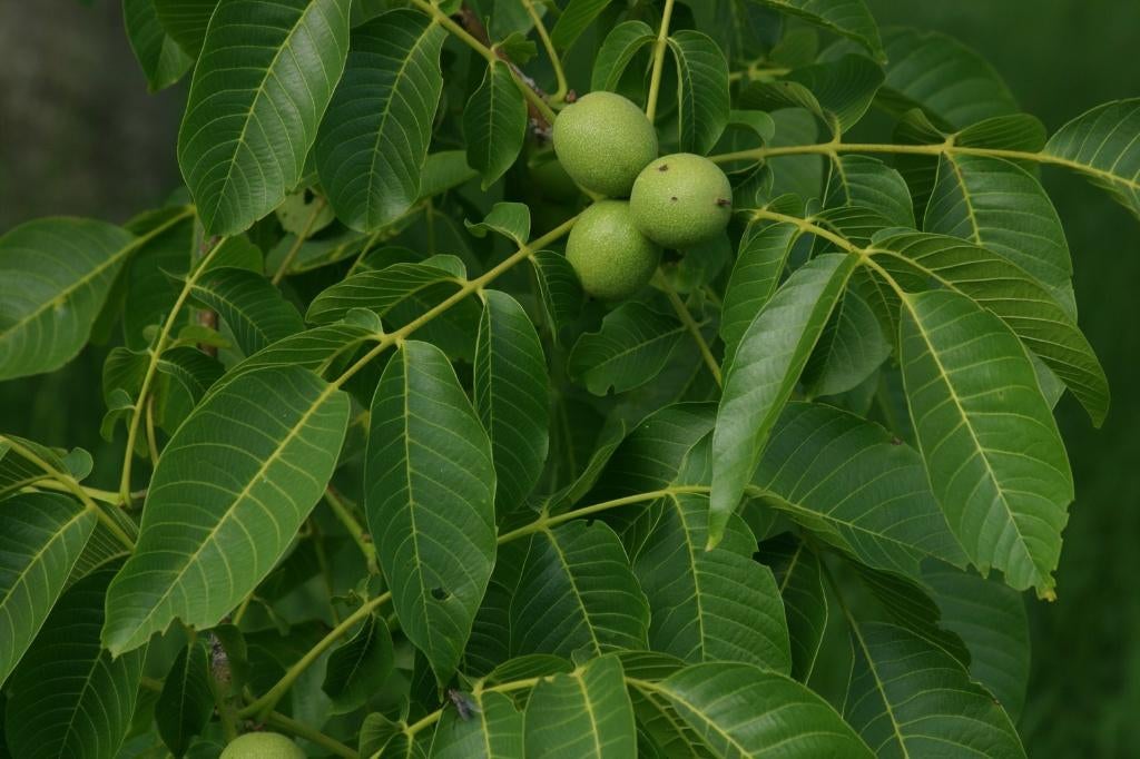 ACTIE, Juglans regia, walnoot, Ophalen of Verzenden, Minder dan 100 cm, Walnotenboom, Lente
