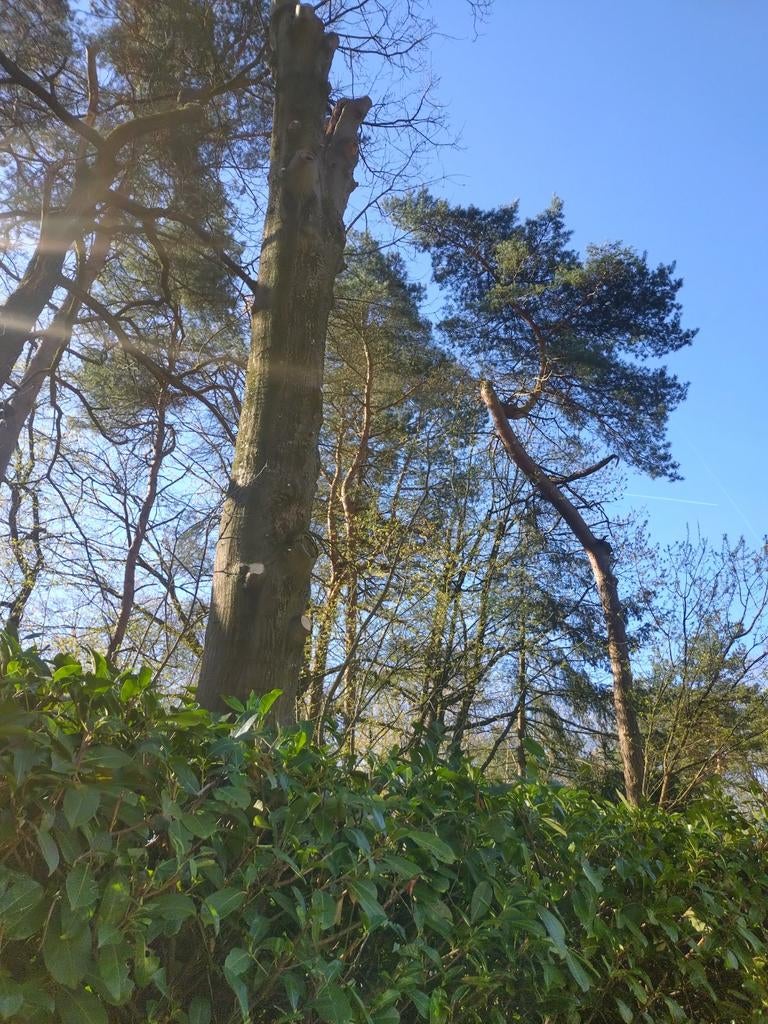 2 Eiken boomstammen voor het hout, Tuin en Terras, Planten | Bomen, Overige soorten, Volle zon, Ophalen