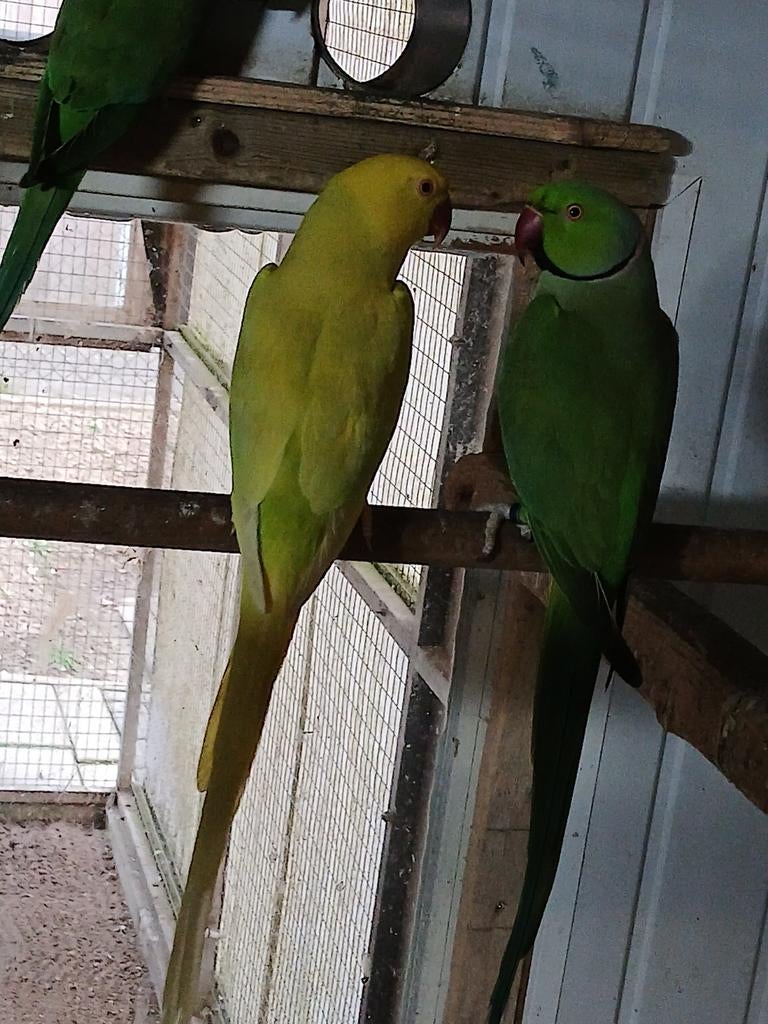 Te koop een mooie broedrijpe koppel halsband parkieten, Dieren en Toebehoren, Vogels | Parkieten en Papegaaien, Meerdere dieren