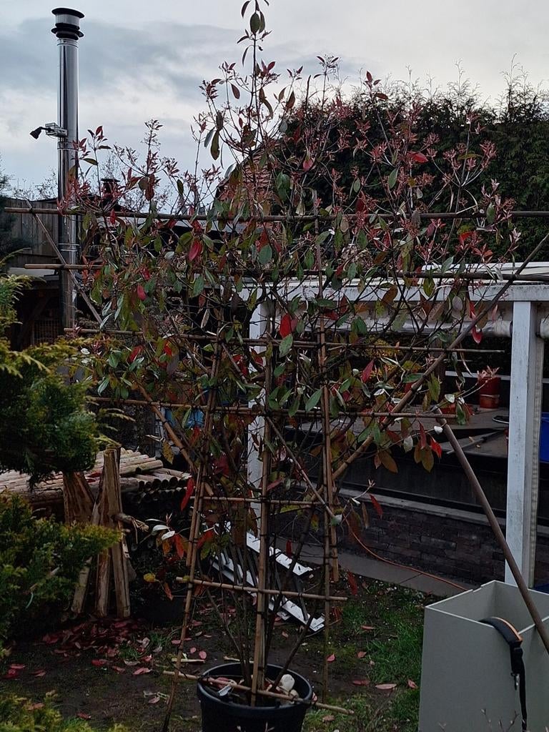 Prachtige groenblijvende red Robin ,rode uitlopers bladeren, Tuin en Terras, Planten | Bomen, Leiboom, Halfschaduw, 100 tot 250 cm