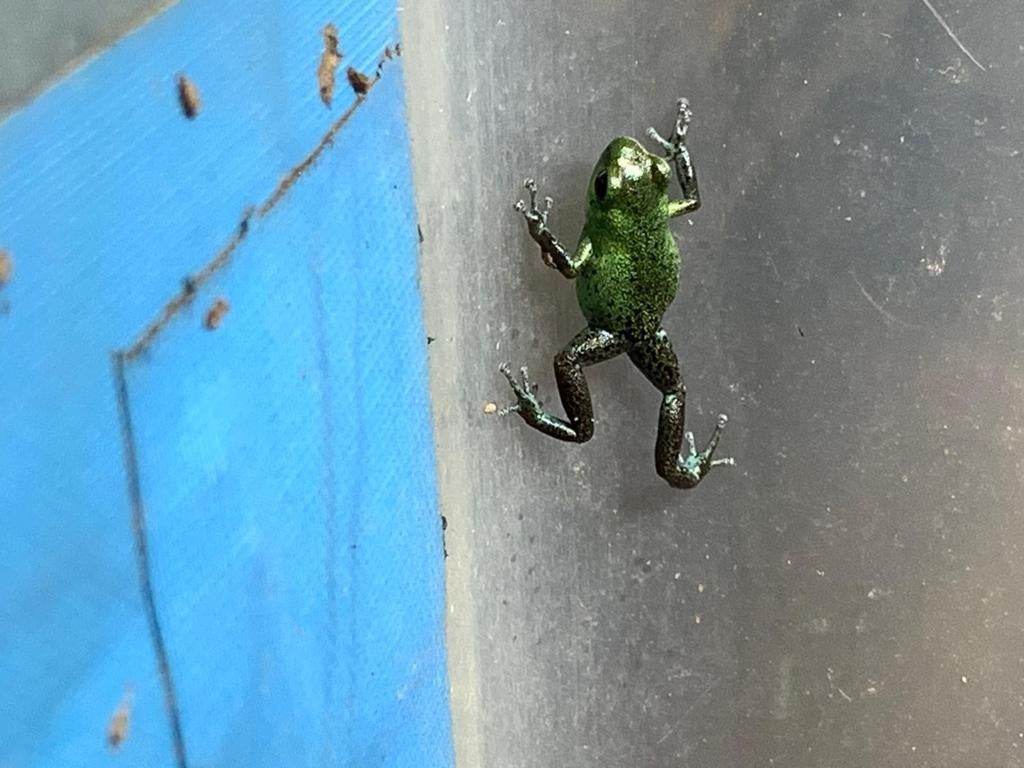 Gifkikkers, Amfibie, 0 tot 2 jaar