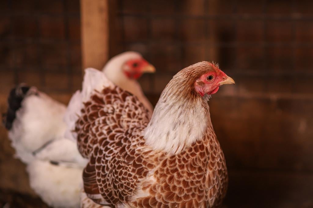 Wyandotte krielkip | Tamme kippen | Passend advies, Vrouwelijk, Kip