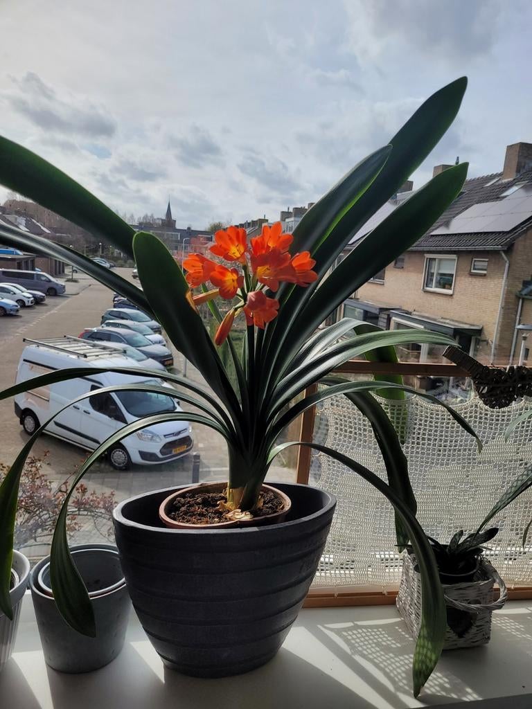 Clivia plant, Ophalen, Volle zon
