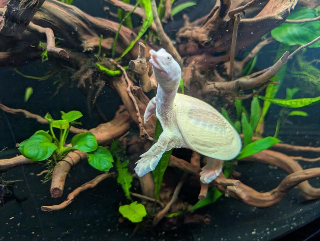 Albino Chinese soft shell schildpad, Dieren en Toebehoren, Reptielen en Amfibieën | Toebehoren, Overige typen, Ophalen