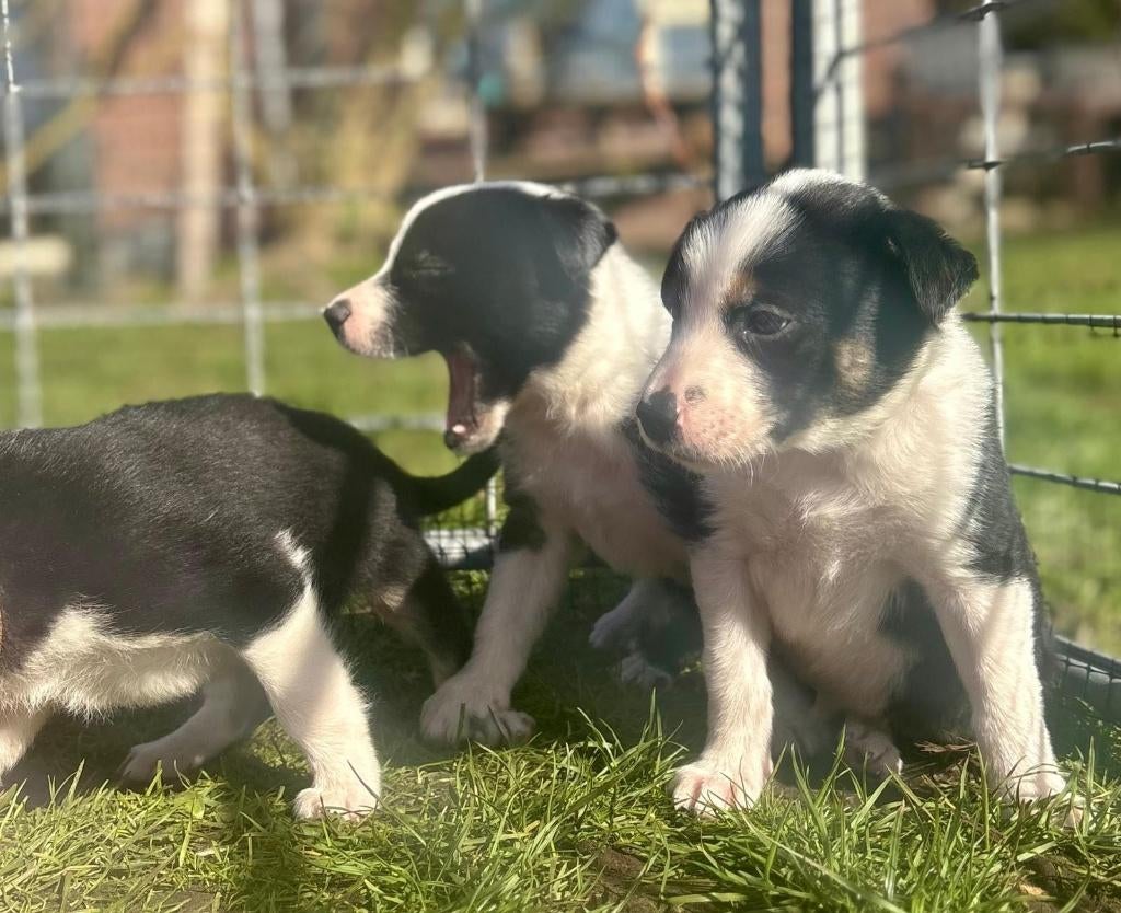 Border collie pups, Parvo, 8 tot 15 weken, Collie, Meerdere