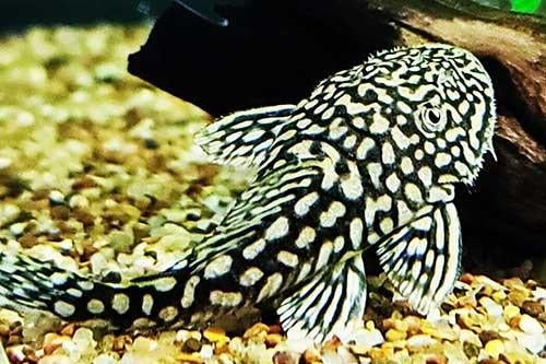 Pseudoancistrus Genitzer (6st) Zuid-Amerika.., Dieren en Toebehoren, Vis