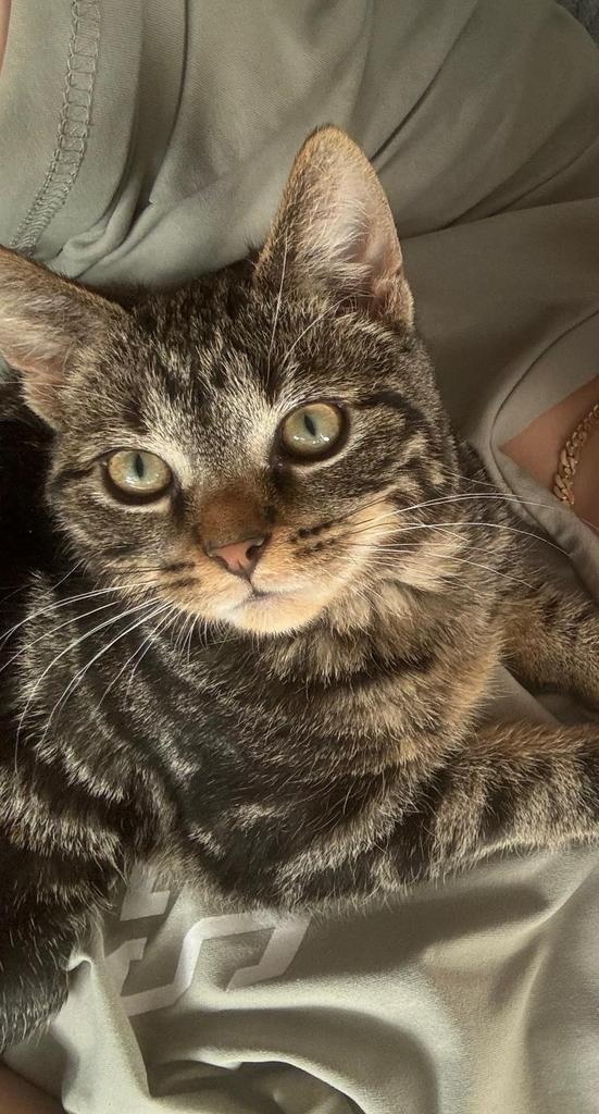 Nieuwe huisje voor coco, Dieren en Toebehoren, Katten en Kittens | Overige Katten, Kater