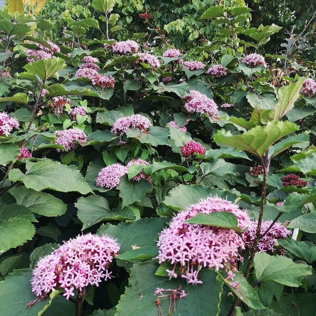 Clerodendrum bungei - Prachtige roze bloemen, Ophalen, Overige soorten, Volle zon