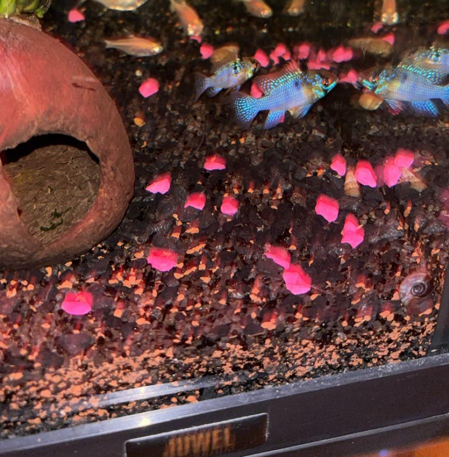 2 antenne baarsjes, Dieren en Toebehoren, Vissen | Aquariumvissen, Vis