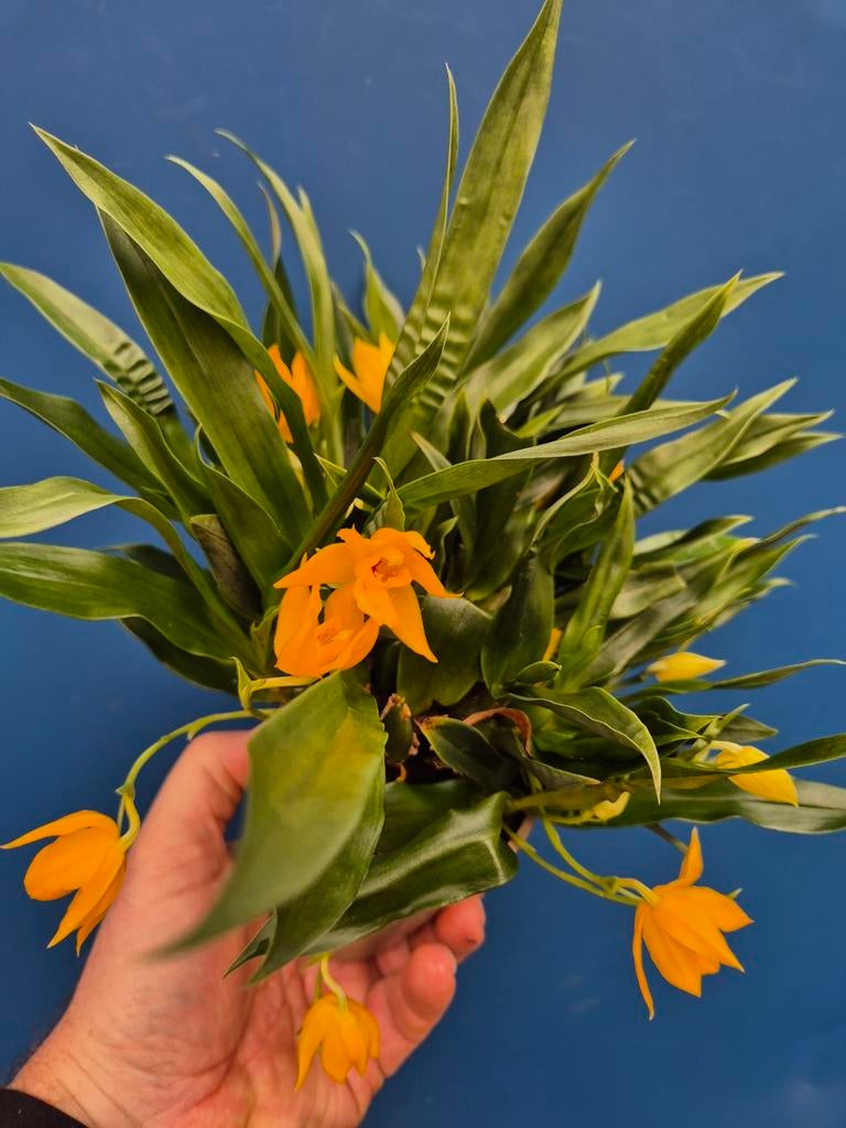 Orchidee Promenaea Sunlight p9 (17), Ophalen of Verzenden, Halfschaduw, Minder dan 100 cm