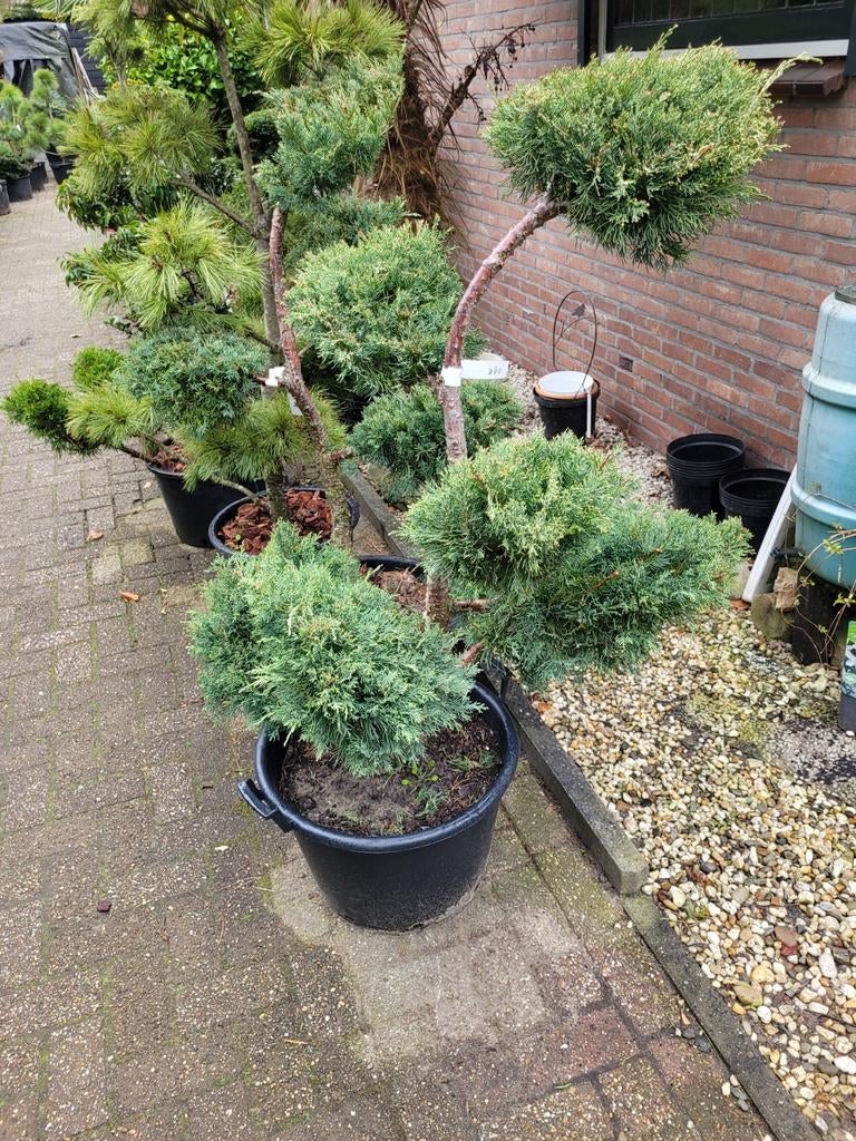 Juniperus Chinensis 'Blue Alps' Vormsnoei, Tuin en Terras, Planten | Tuinplanten, Ophalen
