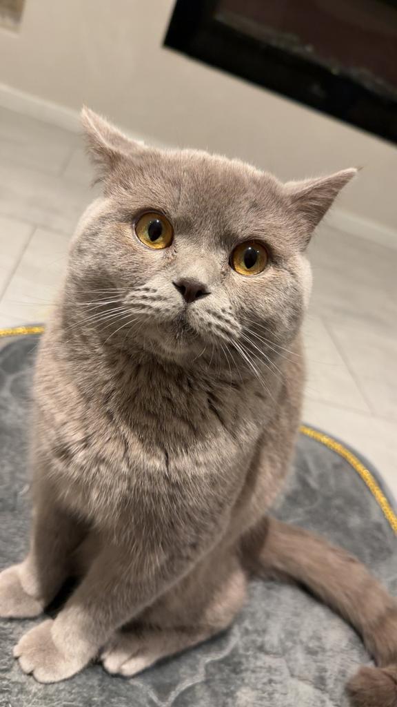 Britse korthaar 1 jaar, Kater