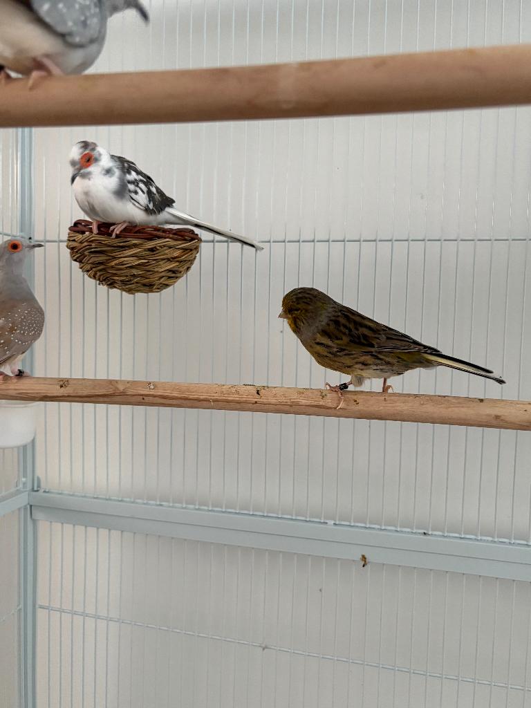 Diamand duif bont man, Dieren en Toebehoren, Vogels | Overige Vogels, Mannelijk, Tropenvogel, Geringd