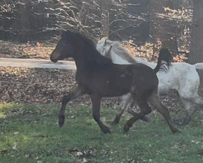 Mooi veulen appaloosa, Dieren en Toebehoren, Paarden, Merrie, Met stamboom, Niet van toepassing, Dressuurpaard