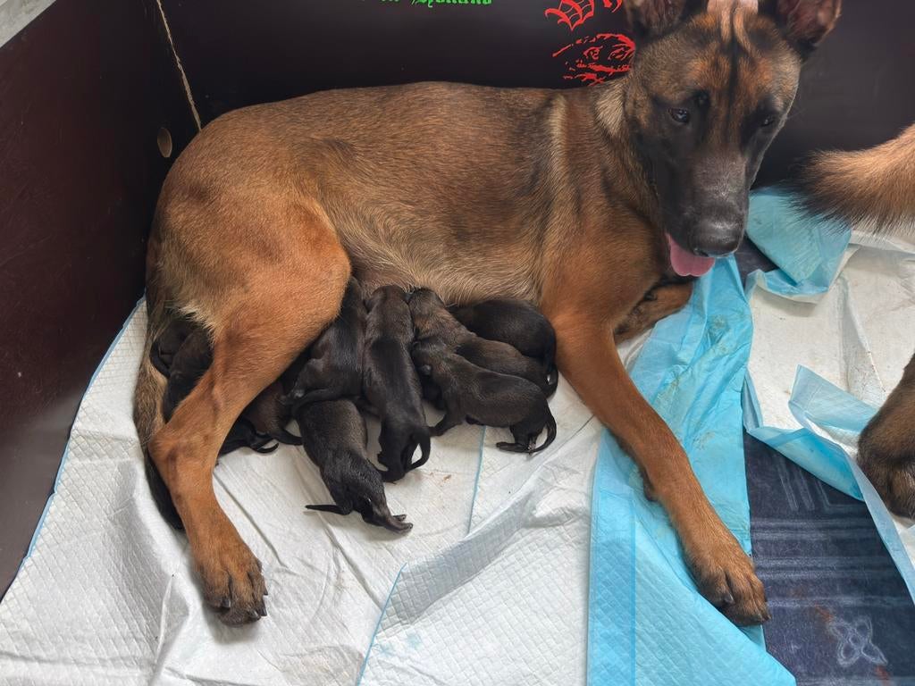 Mechelse Herder Pups (geb. 14 maart) KNPV, Dieren en Toebehoren, Honden | Herdershonden en Veedrijvers, Parvo, 8 tot 15 weken