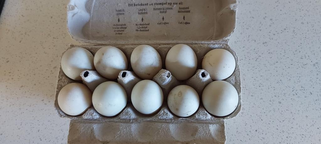 Broedeieren Indische loopeend