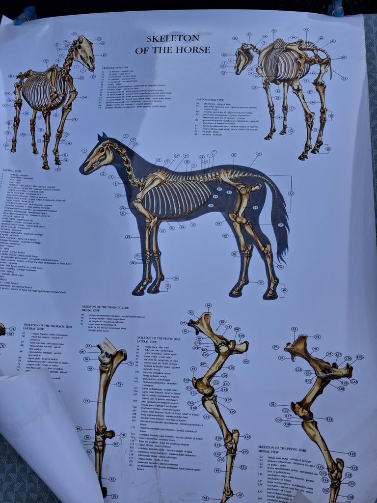 Educatieve paardenposters - Virbac - Zo goed als nieuw, Ophalen, Rechthoekig Staand, Zo goed als nieuw, A1 t/m A3