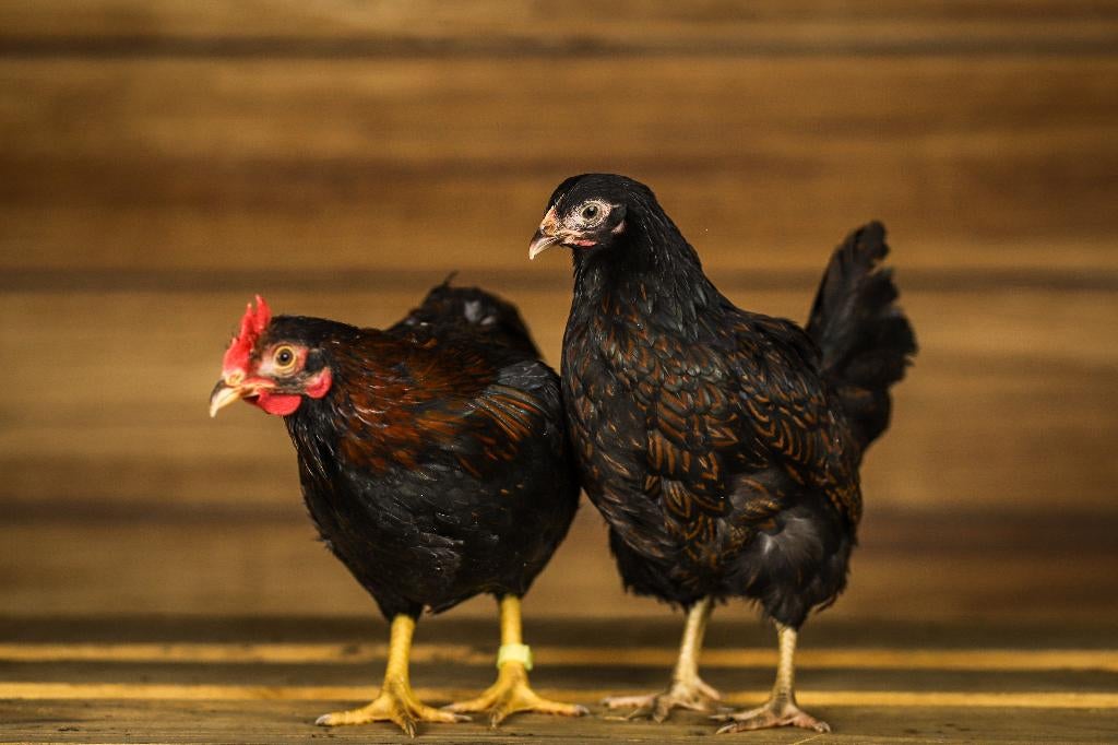 Barnevelder kriel | Goede leggers | Lieve kippen, Vrouwelijk, Kip