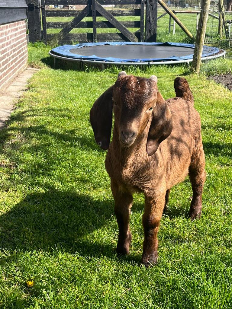 Red Kalahari bok, Dieren en Toebehoren, Schapen, Geiten en Varkens, Mannelijk, Geit, 0 tot 2 jaar
