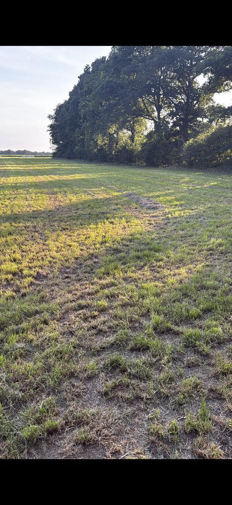 Gras op stam, Dieren en Toebehoren, Ophalen, Vee