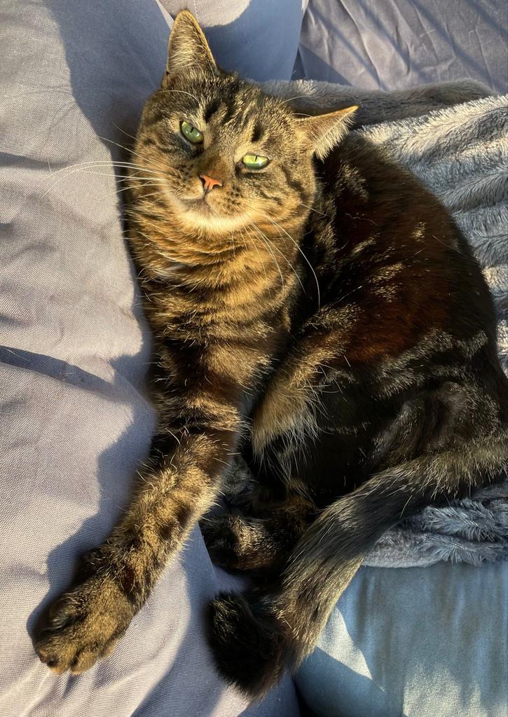 Poes zoekt warm huisje, Dieren en Toebehoren, Katten en Kittens | Overige Katten, Poes