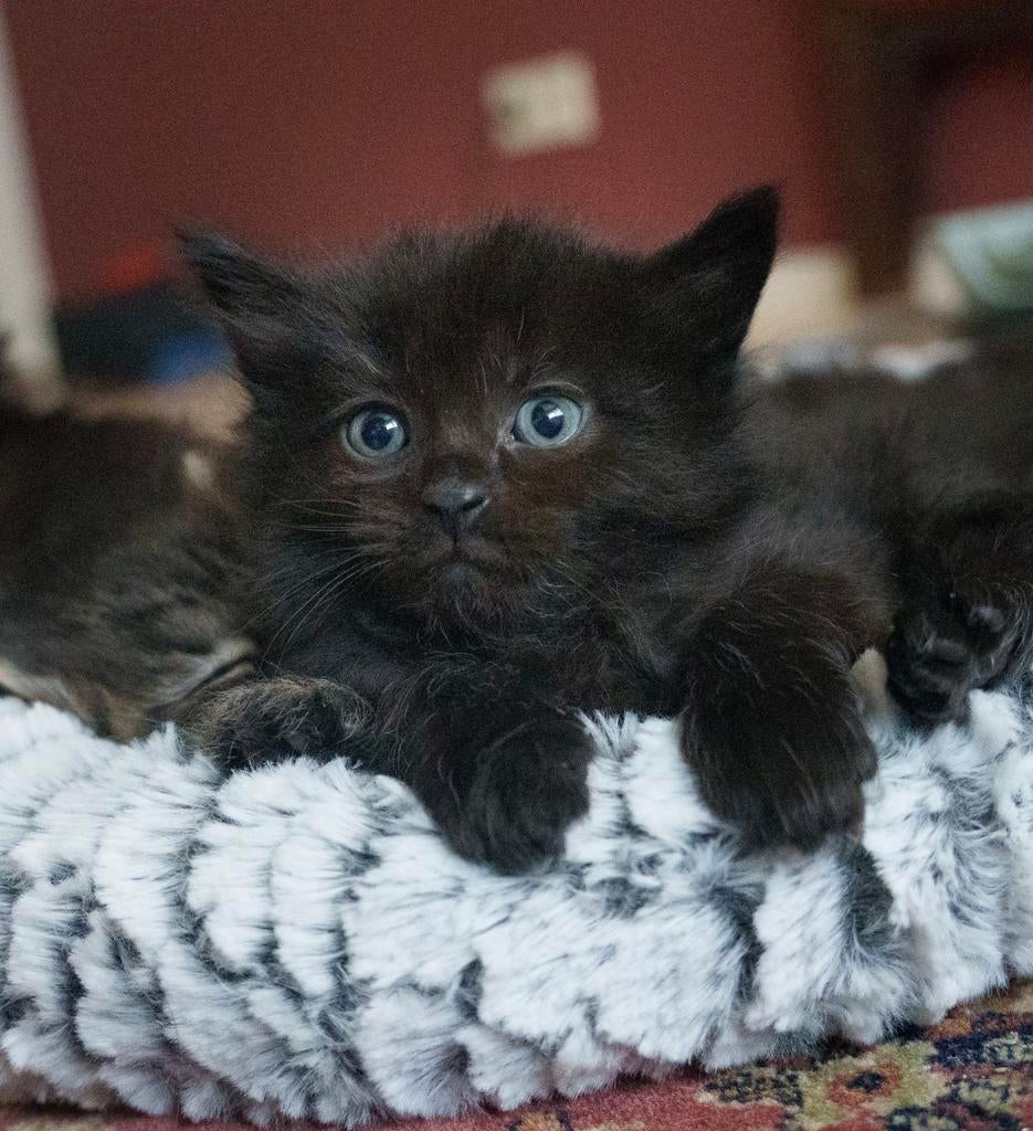 Drie prachtige, sociale kittens zoeken hun 'forever home'!, Dieren en Toebehoren, Katten en Kittens | Raskatten | Langhaar, Meerdere dieren