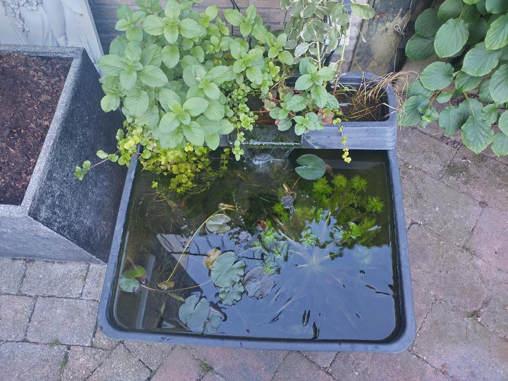 Complete vijver Velda inclusief vissen pomp en verlichting, Ophalen, Zo goed als nieuw