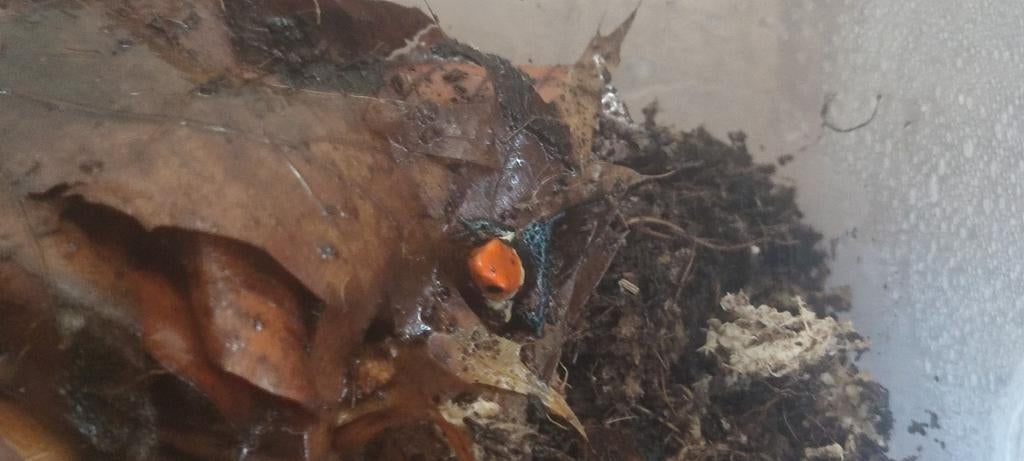 Ranitomeya fantastica gifkikker