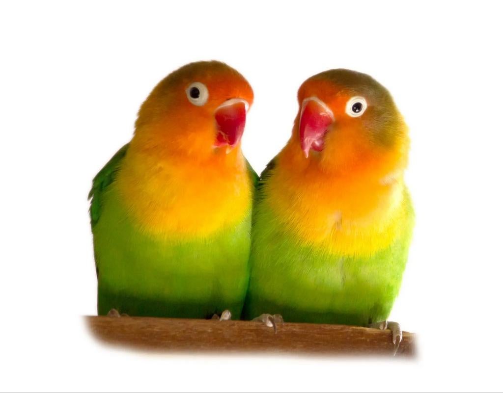 Agapornis  2 vrouwtjes, Dieren en Toebehoren, Vrouwelijk, Dwergpapegaai of Agapornis