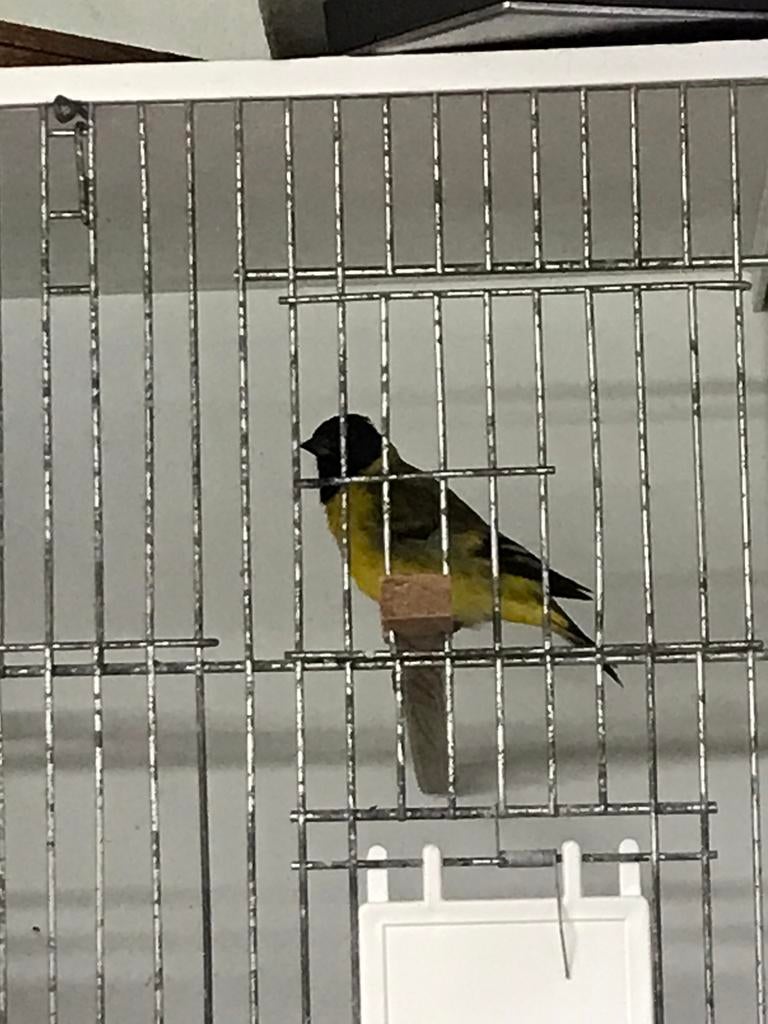 Zwartkopsijs man split topaas 2023, Dieren en Toebehoren, Vogels | Overige Vogels, Mannelijk, Tropenvogel, Geringd