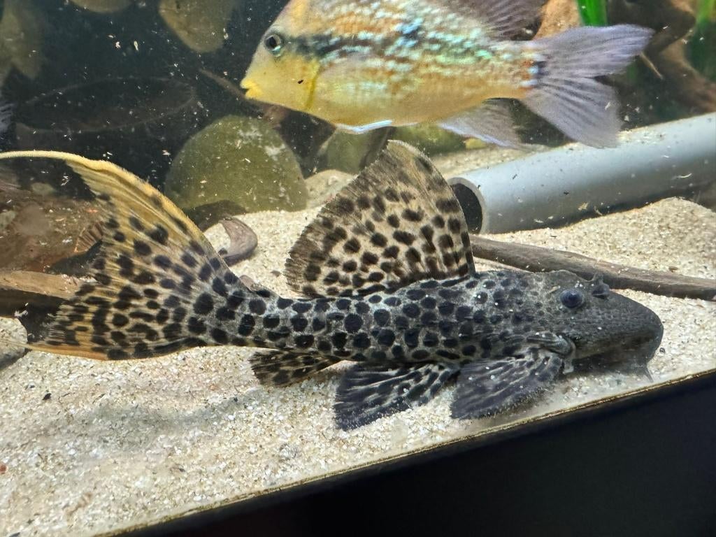 L-Nummers: L273 Pseudacanthicus sp., Dieren en Toebehoren, Vissen | Aquariumvissen, Zoetwatervis, Vis