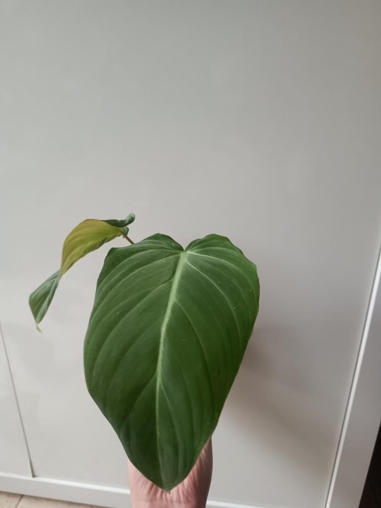 Philodendron glorious #2, Huis en Inrichting, Kamerplanten, Ophalen of Verzenden, Halfschaduw, Minder dan 100 cm