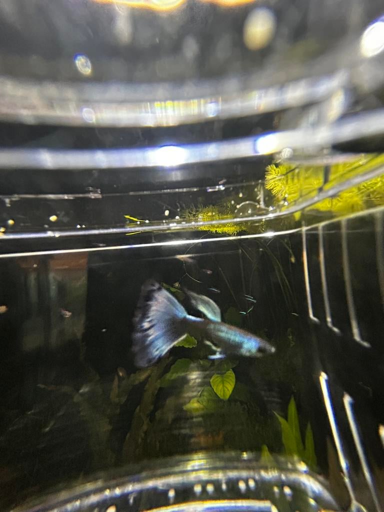 Blue moscow guppen, Dieren en Toebehoren, Vis, Zoetwatervis, Schoolvis