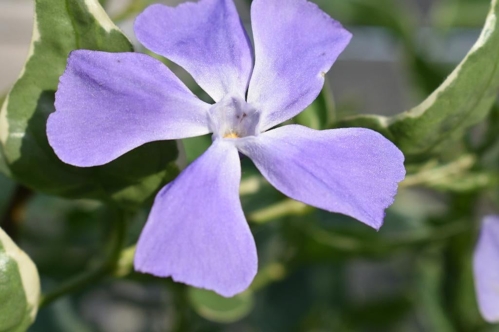 hemelsleutel verbena zenegroen geranium maagdenpalm kruiden, Tuin en Terras, Planten | Tuinplanten, Ophalen of Verzenden, Volle zon
