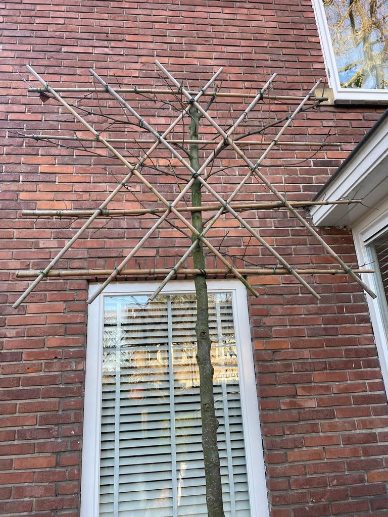 6 x Sierpeer leiboom, stamhoogte 180cm, stamdikte 14/16cm!, Leiboom, Ophalen of Verzenden, Lente, 100 tot 250 cm