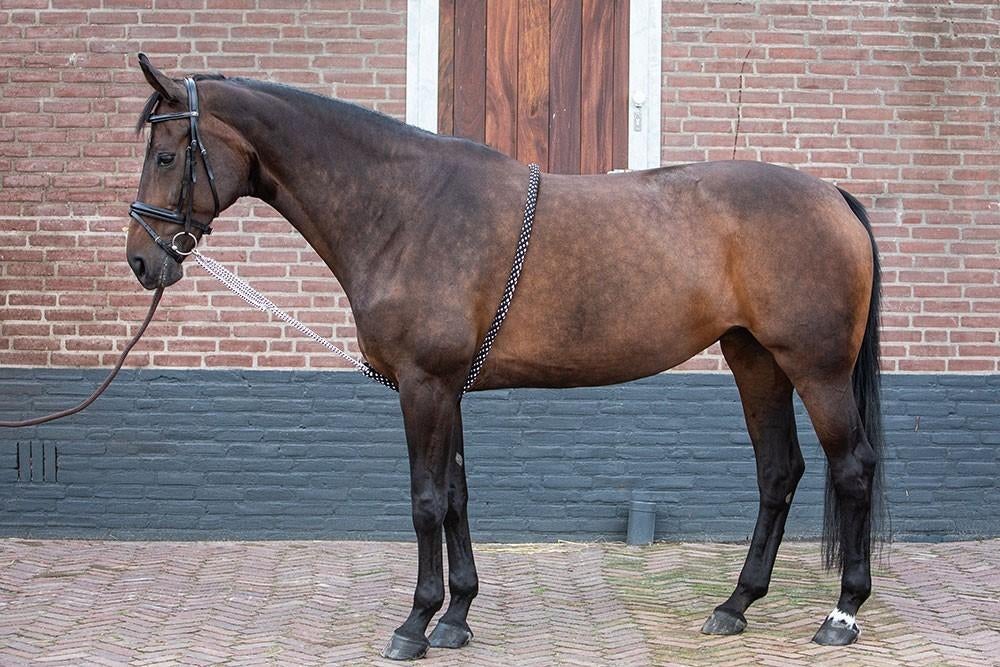 Harry's Horse Longeerhulp Soft, handig om mee te longeren, Ophalen of Verzenden, Nieuw, Overige soorten