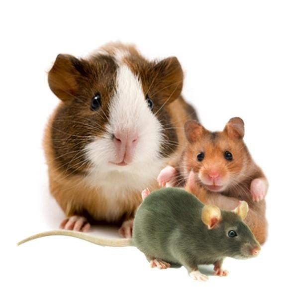 Knaagdier opvang (hamster, konijn, rat, cavia), Ophalen, Nieuw, Overige typen