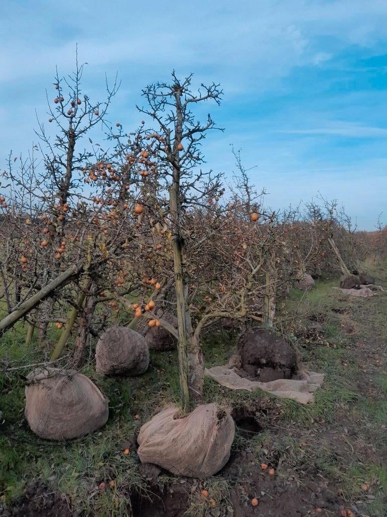 Gieser wildeman bomen, Ophalen