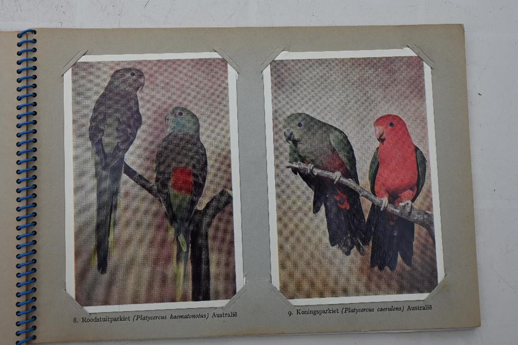 Vogelpracht in Avifauna plaatjes album Taminiau's deel 2 + 3, Boeken, Ophalen of Verzenden, Gelezen, Vogels, A.B. Wigman