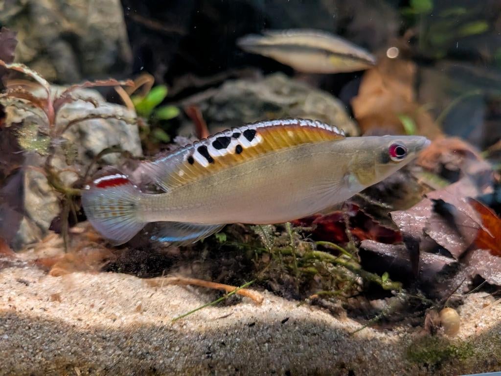 Walacciia wallaciia wildvang (crenicichla regani), Dieren en Toebehoren