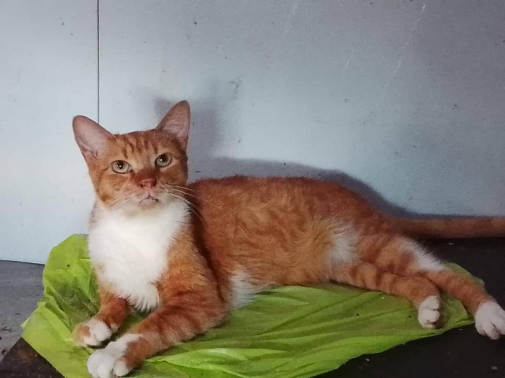 Jarela, Abne 12-2-2022 gered van een verlaten weg, Dieren en Toebehoren, Katten en Kittens | Overige Katten, Kater, Kortharig