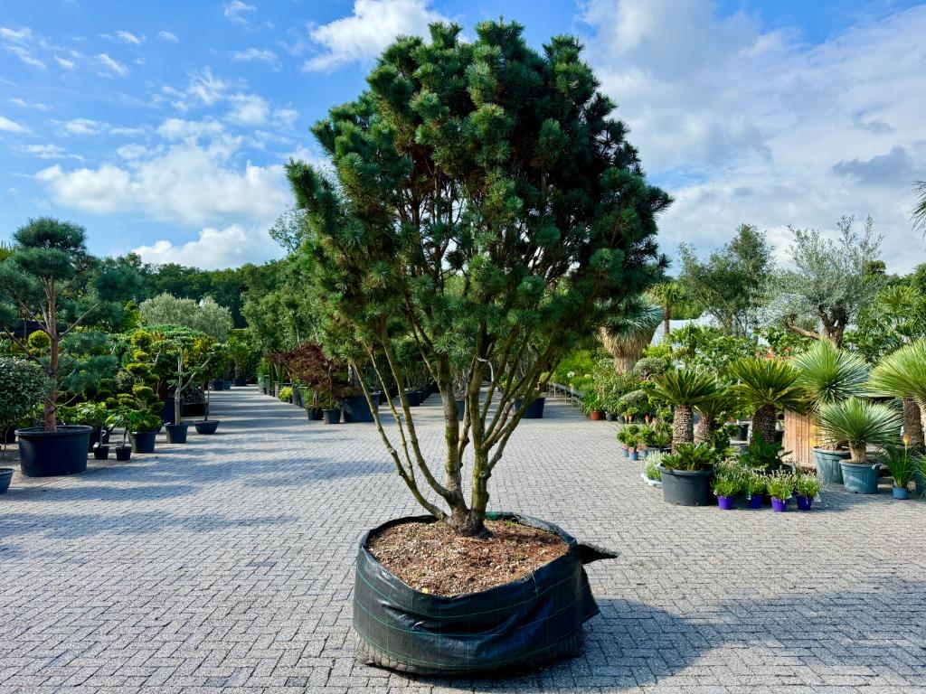 Exclusieve Pinus pumila 'Compacta' solitair te koop!, Overige soorten, 250 tot 400 cm, Zomer, Ophalen