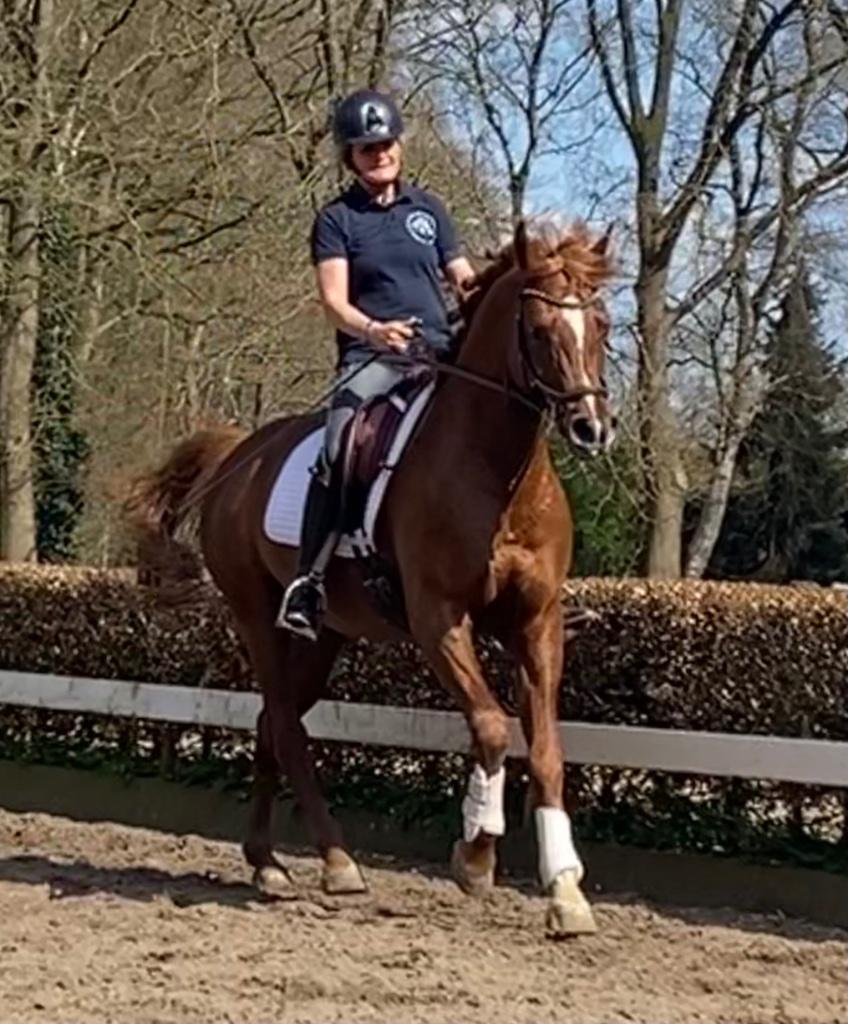 Paardrijinstructie aangeboden en rijden van uw paard, Diensten en Vakmensen, Dieren | Paarden | Verzorging, Oppas en Les, Ruiter of Bijrijder