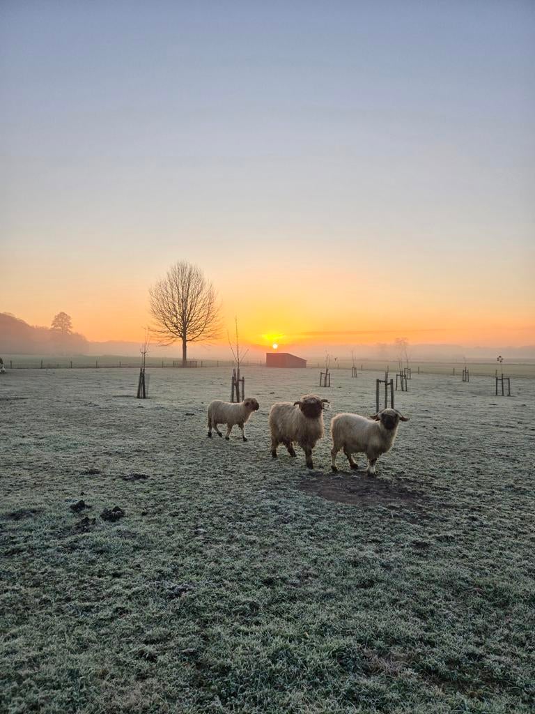 Te ruil of te koop Walliser Schwarznase ram, Mannelijk, Schaap