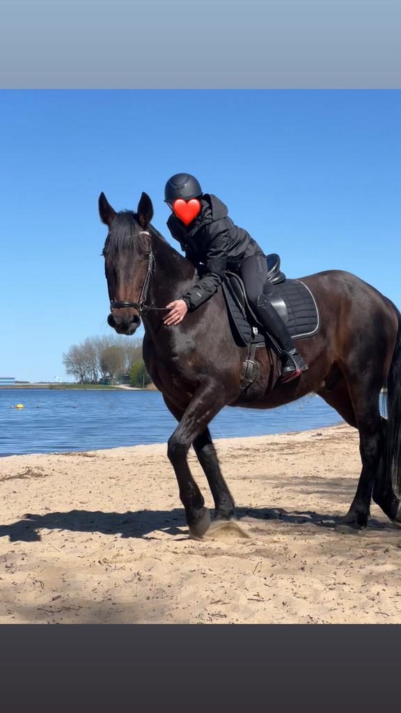 GEZOCHT‼️ Stalling/weidegang in Het Gooi voor rustige ruin, Weidegang, 1 paard of pony