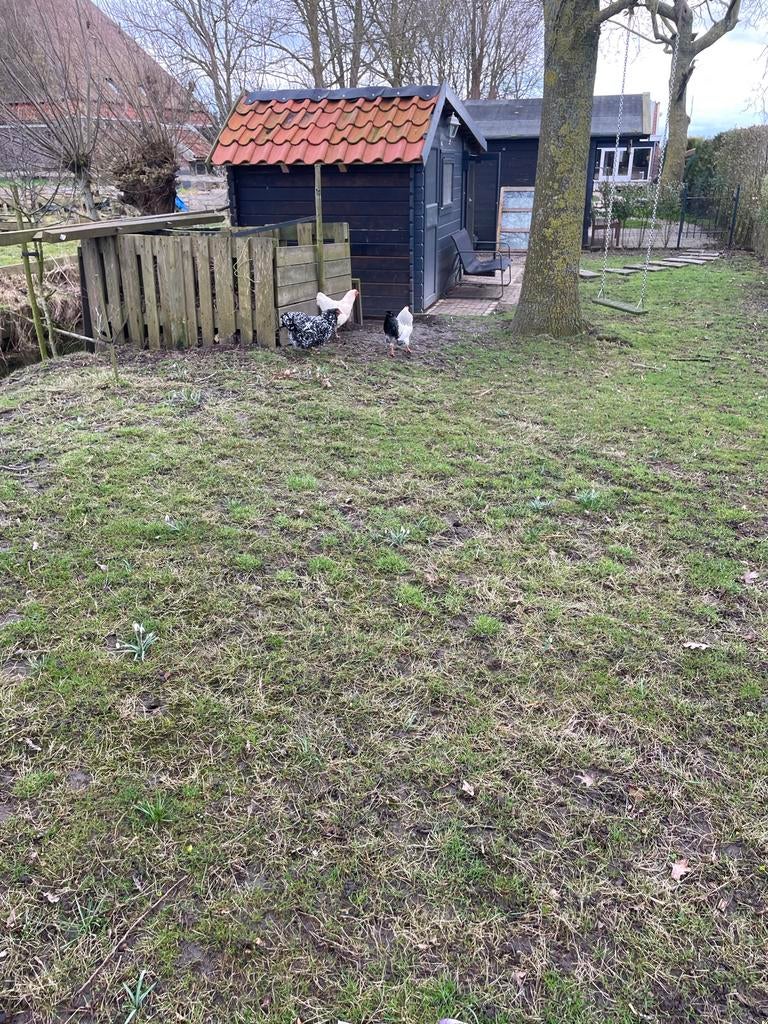 We zoeken een plek voor onze Wayandotte haan met 2 hennen., Dieren en Toebehoren, Meerdere dieren, Kip